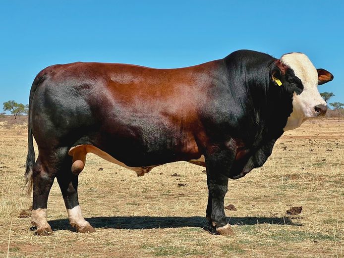 OB2152 | ZINKEV SIMBRA