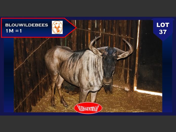 BLUE WILDEBEEST