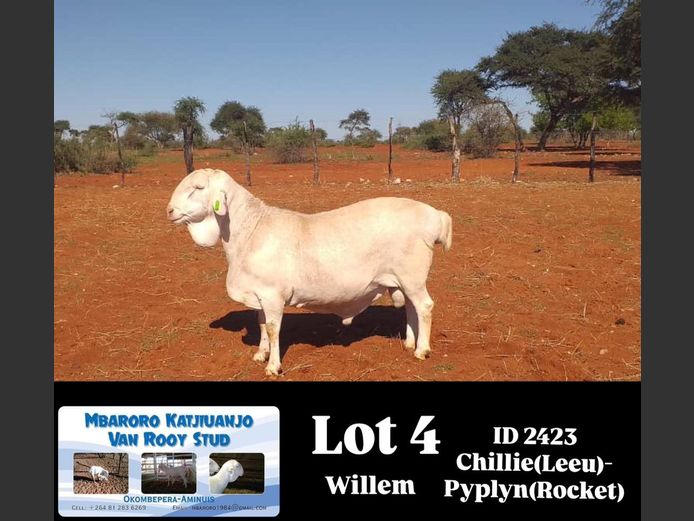 2423 | MBARORO KATJIUANJO VAN ROOY STUD