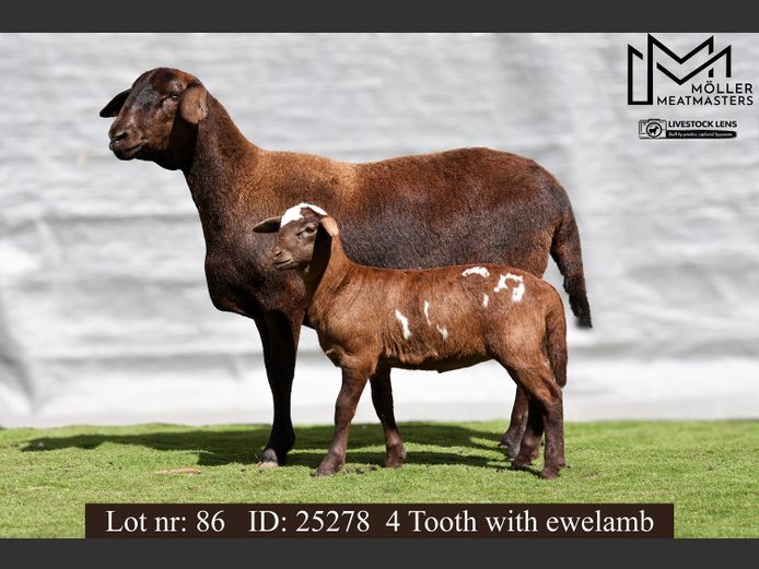 25278 | Moller Meatmasters