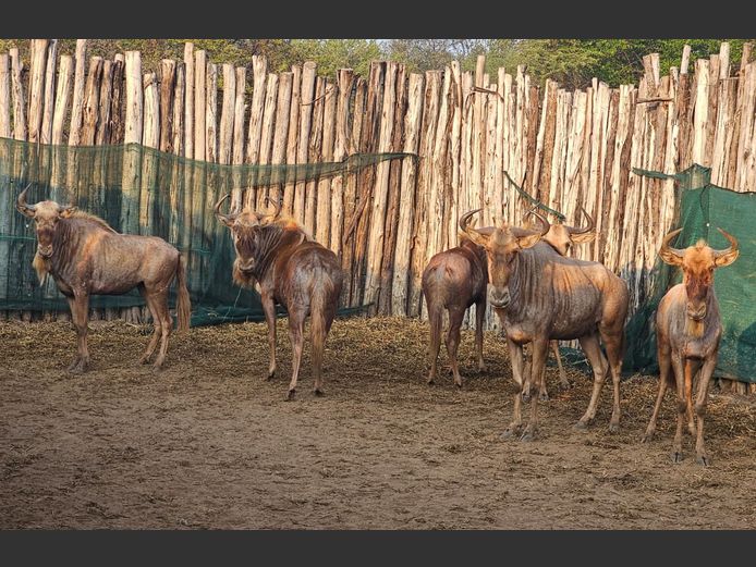 GOUE WILDEBEES | SCHOEMAN BOERDERY