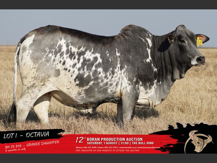BH 230345 | HURWITZ FARMING