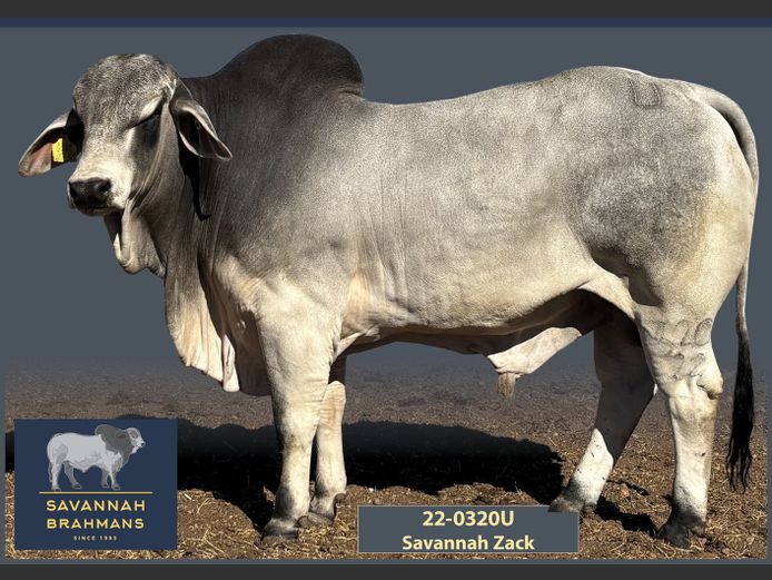 22-0320U | SAVANNAH BRAHMANS