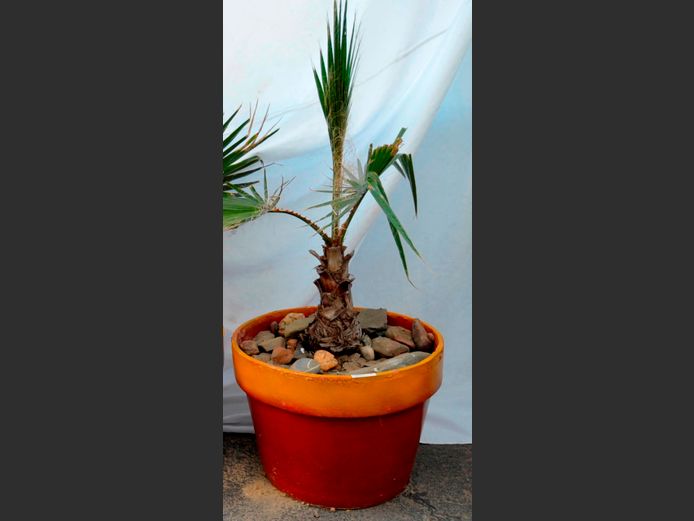 FAN PALM IN PLANTER, 47cm Diameter x 33cm High