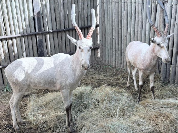 Wit Blesbok Ramme