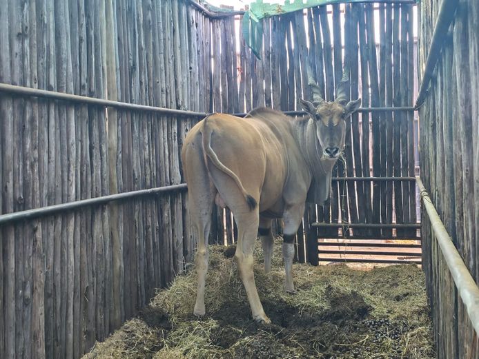 ELAND | HANLEY