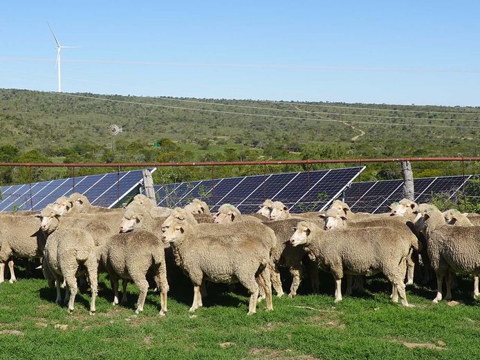 Ewes | Broclin Farming