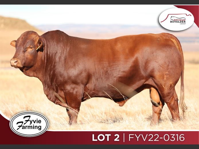 FYV22-0316