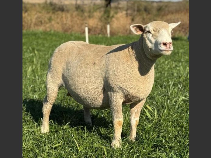BS 220489 | HAGELAND ILE DE FRANCE