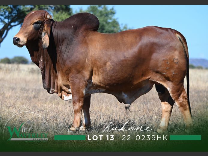 22-0239HK | WAVERLEY BRAHMAN