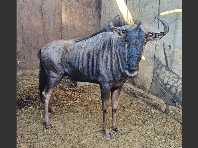 BLUE WILDEBEEST | KRUISRIVIER