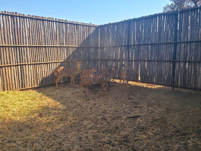 NJALA | ALESIA BOERDERY