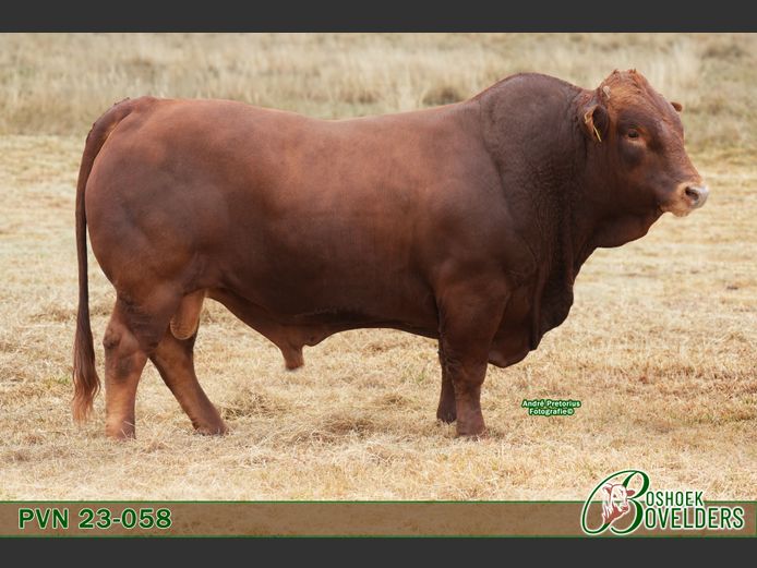 PVN230058 | Boshoek Bovelders