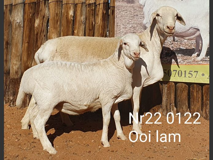 22-122 | Johan Stadler