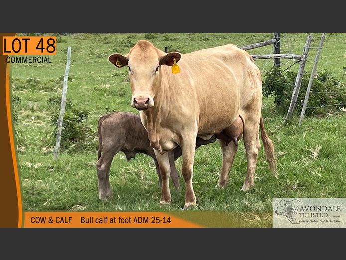 Commercial Animals | AVONDALE TULI