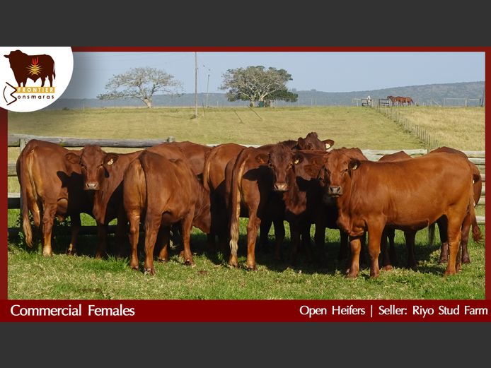 Commercial Animals | Riyo Stud