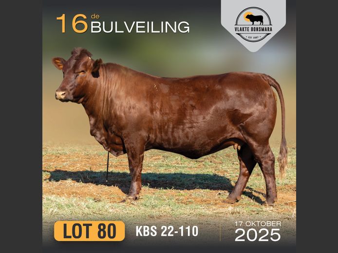 KBS 220110 | KAMEELDORING BONSMARA