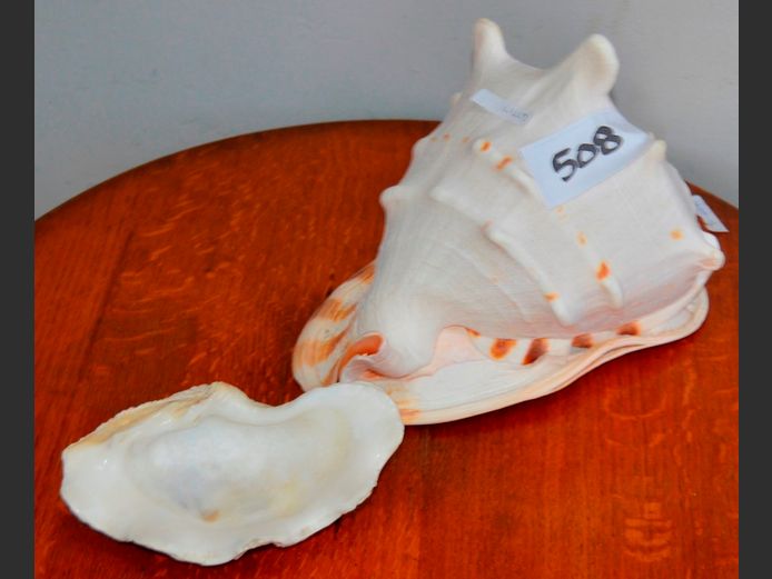 HORNED HELMET CONCH SHELL, 26 x 17 x 21cm, & A CLAM SHELL, 18cm Long