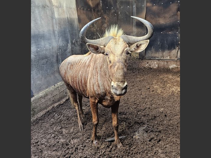 GOLDEN GNU | WITGATBOOM