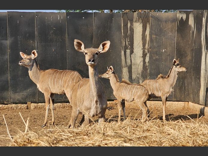 KUDU | HAAKDORING