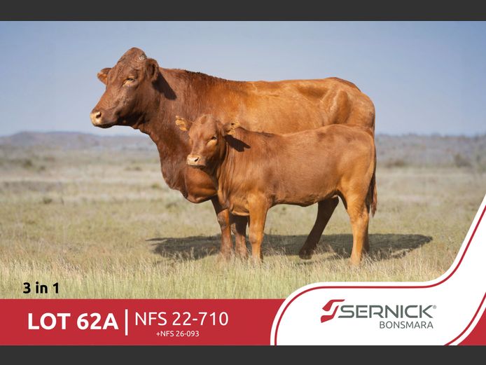 NFS 220710 | SERNICK BONSMARA STOET