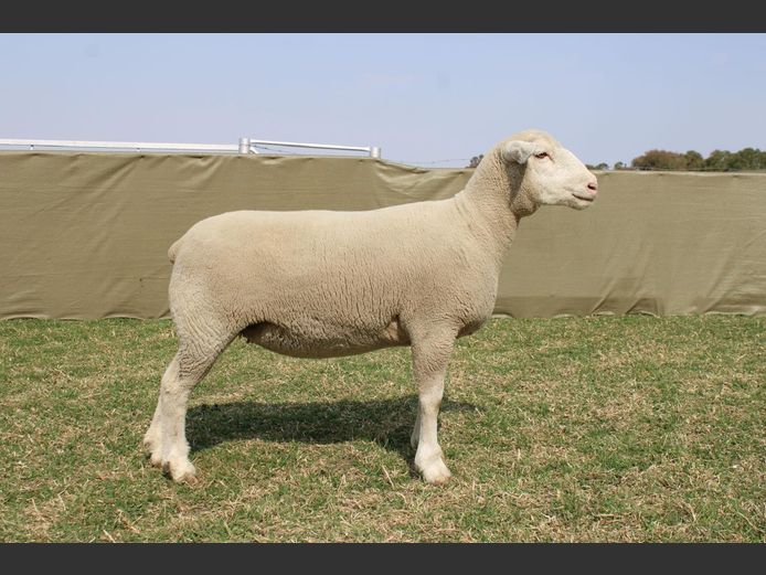 CVM 240022 | KALKVLEY DORMERS