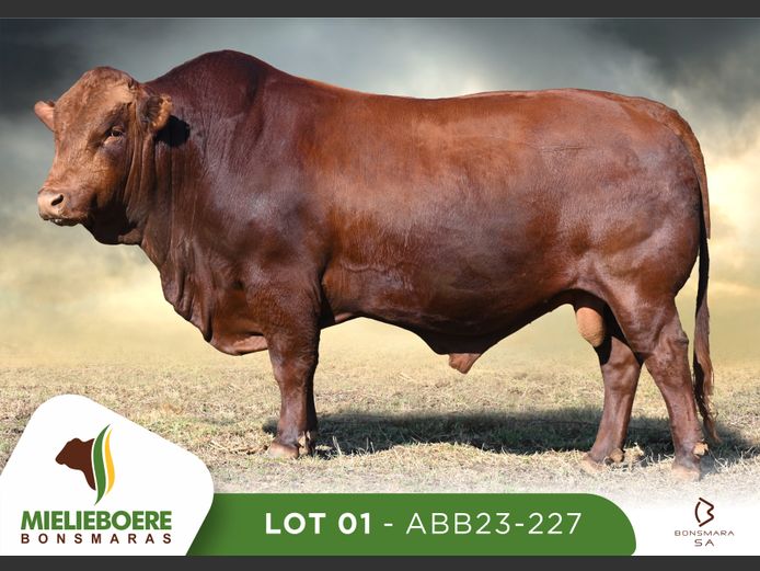 ABB 230227 | ALLEM BROTHERS (PTY) LTD