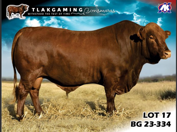 BG230334 | LEE & SON