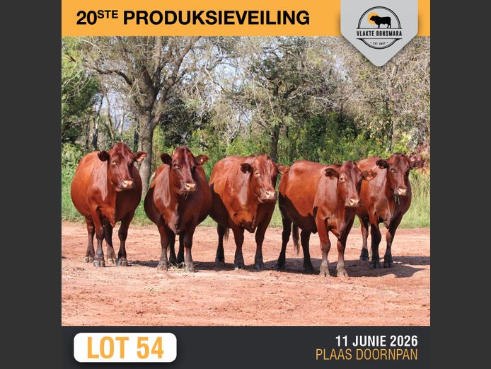 Commercial Animals | THABA KWENA BONSMARAS