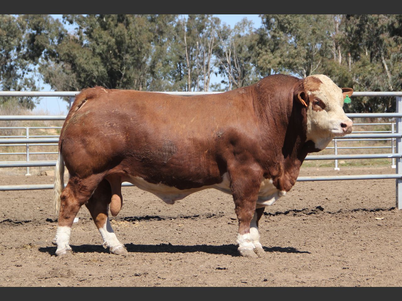 images
