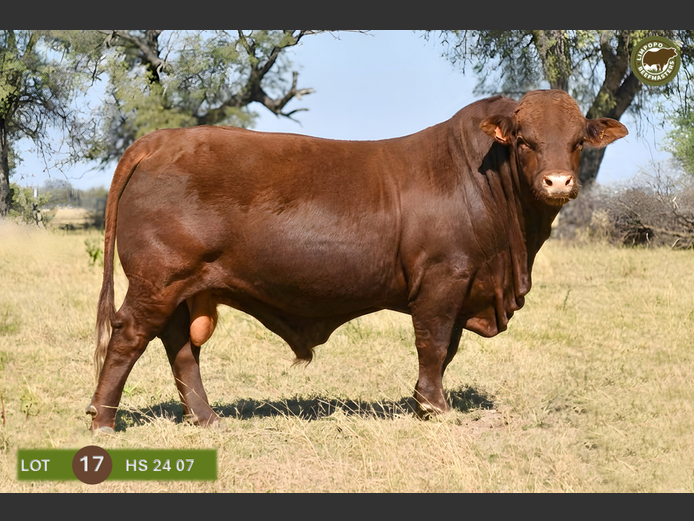 HS240007 | G.A. STEENKAMP