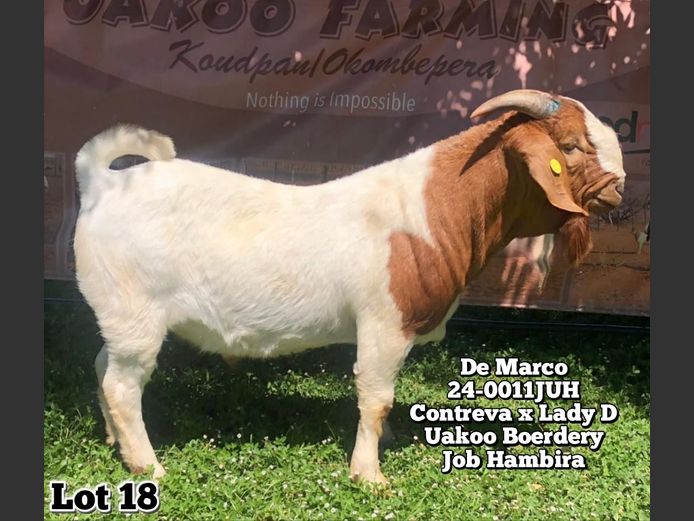 24-0011JUH | JOB HAMBIRA