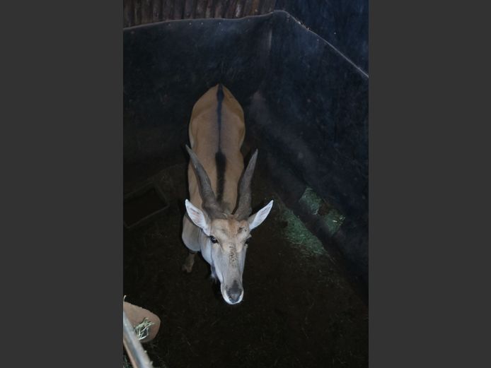 Eland