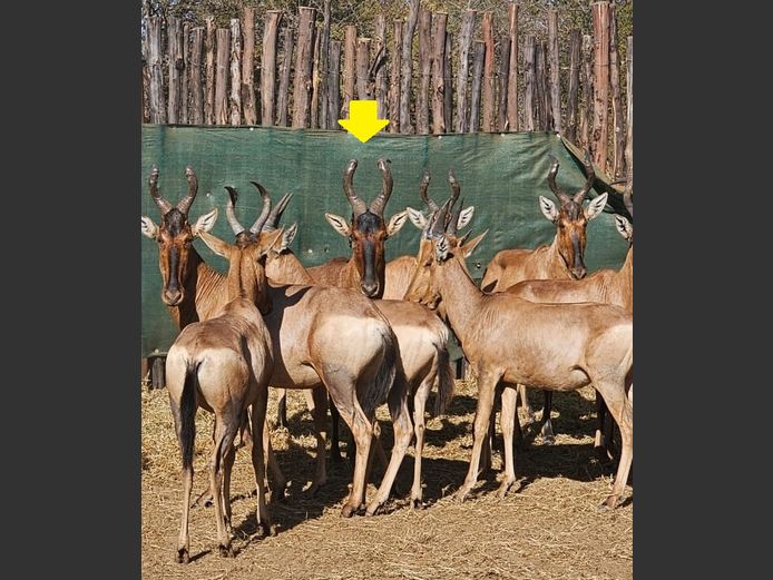RED HARTEBEEST | NOOITGEDACHT