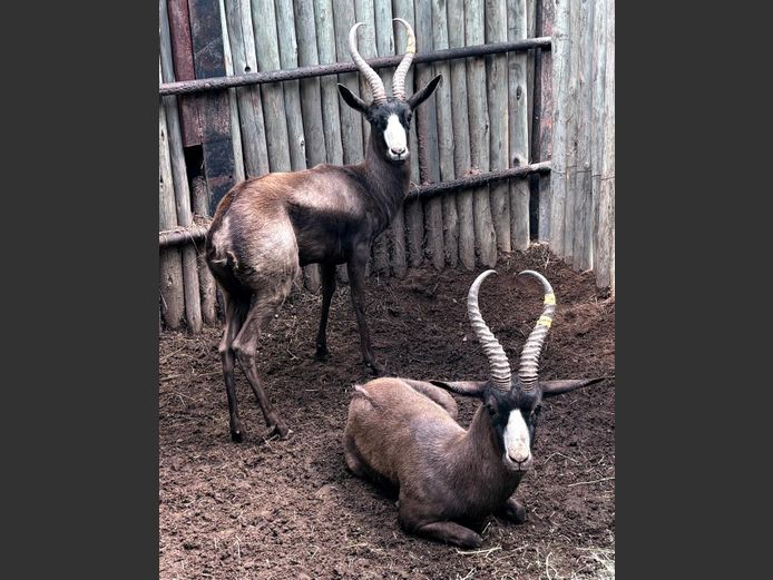 Swart Springbok Ram