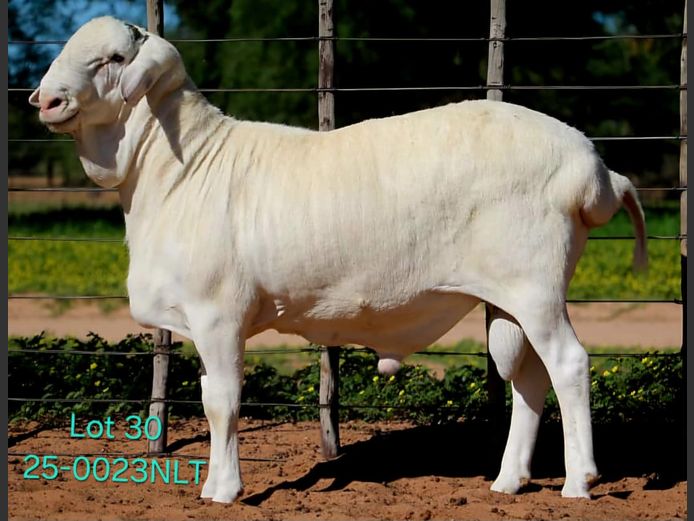 25-0023NLT | LEKWATER