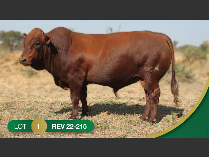 REV220215 | REVELAS BONSMARAS