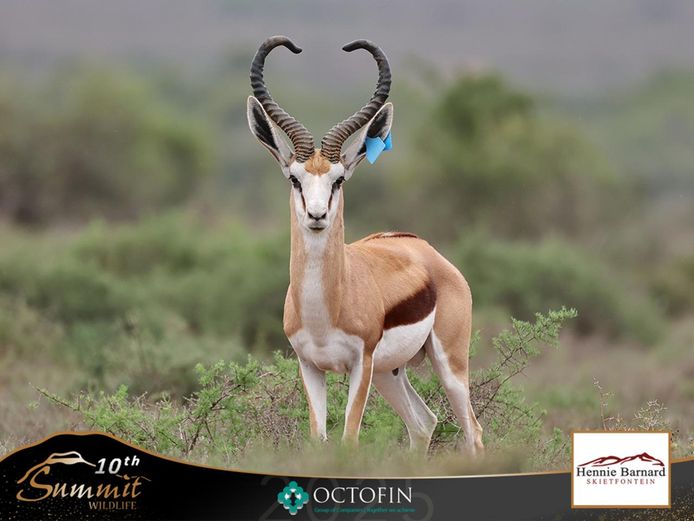 18 4/8" Springbok Ram	