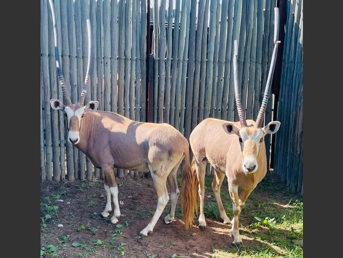 Goue Gemsbok Bulle