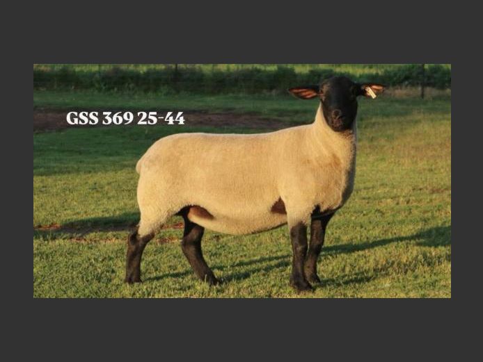369250044 | GOOSEN SUFFOLK STOET