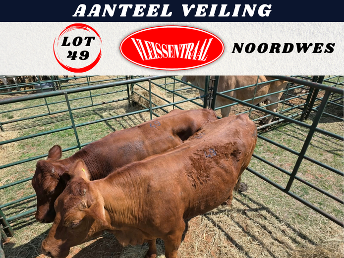 Commercial Animal
