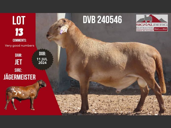 DVB 240546 | Signalberg Meatmasters