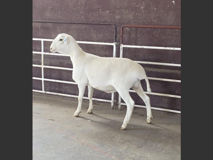 139 25 0078 | MNR. PR WIESE H/A BULBERG BDY