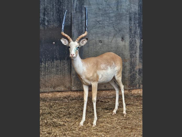 WHITE FLANK ROOIBOK | SAMPIE VAN DEVENTER