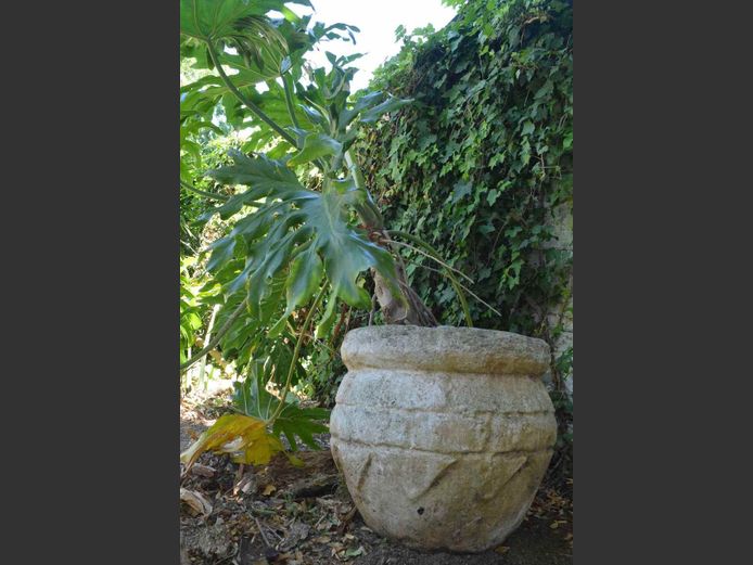 LARGE CONCRETE PLANTER WITH DELICIOUS MONSTER, 56cm Diameter x 57cm High