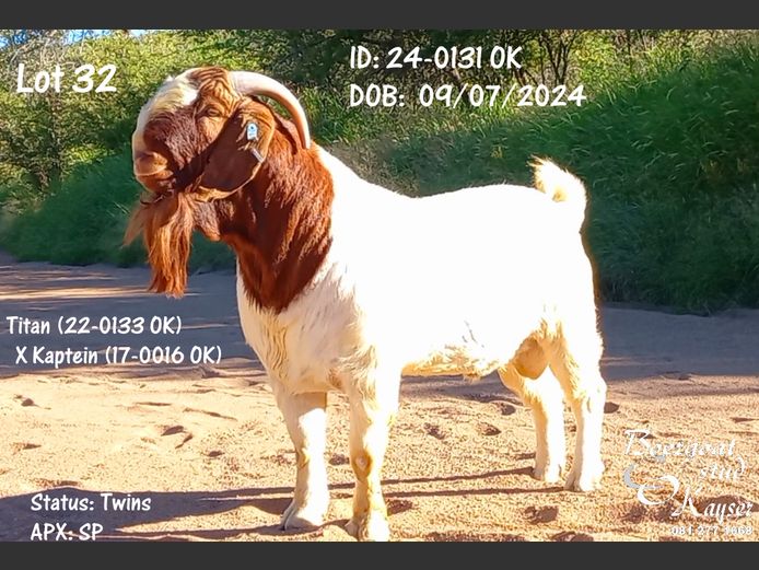 24-0131 OK | Kayser Boergoat Stud