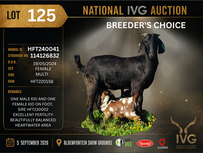 HFT24-0041 | HOOPFONTEIN STUD