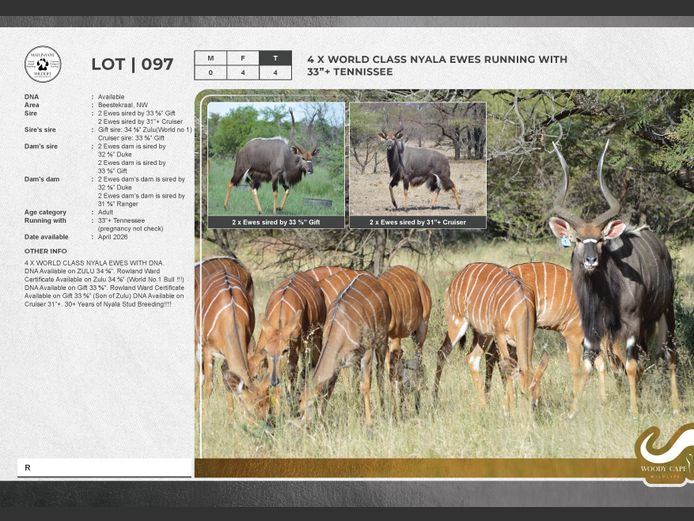 Nyala | Mafunyane Wildlife Services CC.