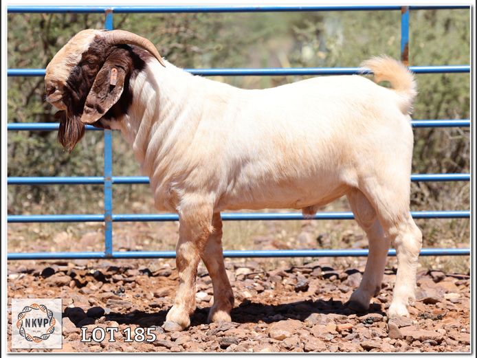 1093 24 0094 | DK BOERDERY