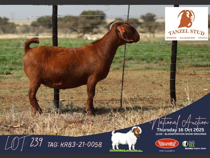 KR83- 21-058 | Theunis Nel (Tanzel)